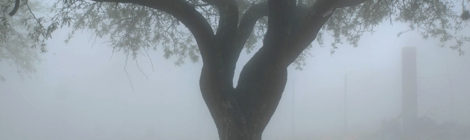 tree in mist