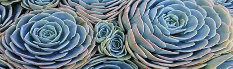 close-up of beautiful blue0grey succulent plant leaves