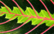 close up of red veins of a green leaf
