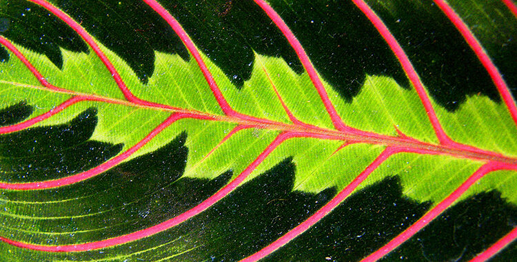 close up of red veins of a green leaf