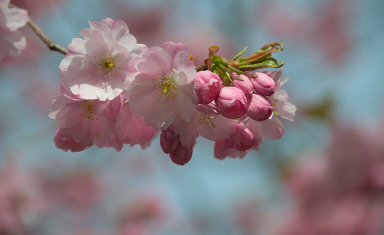 close-up of pink cherry blossoms