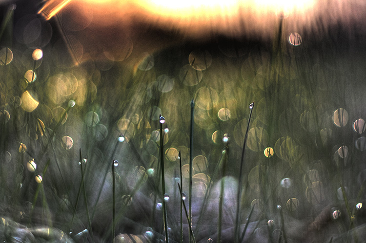 abstracted photo of dew on grass in early morning light